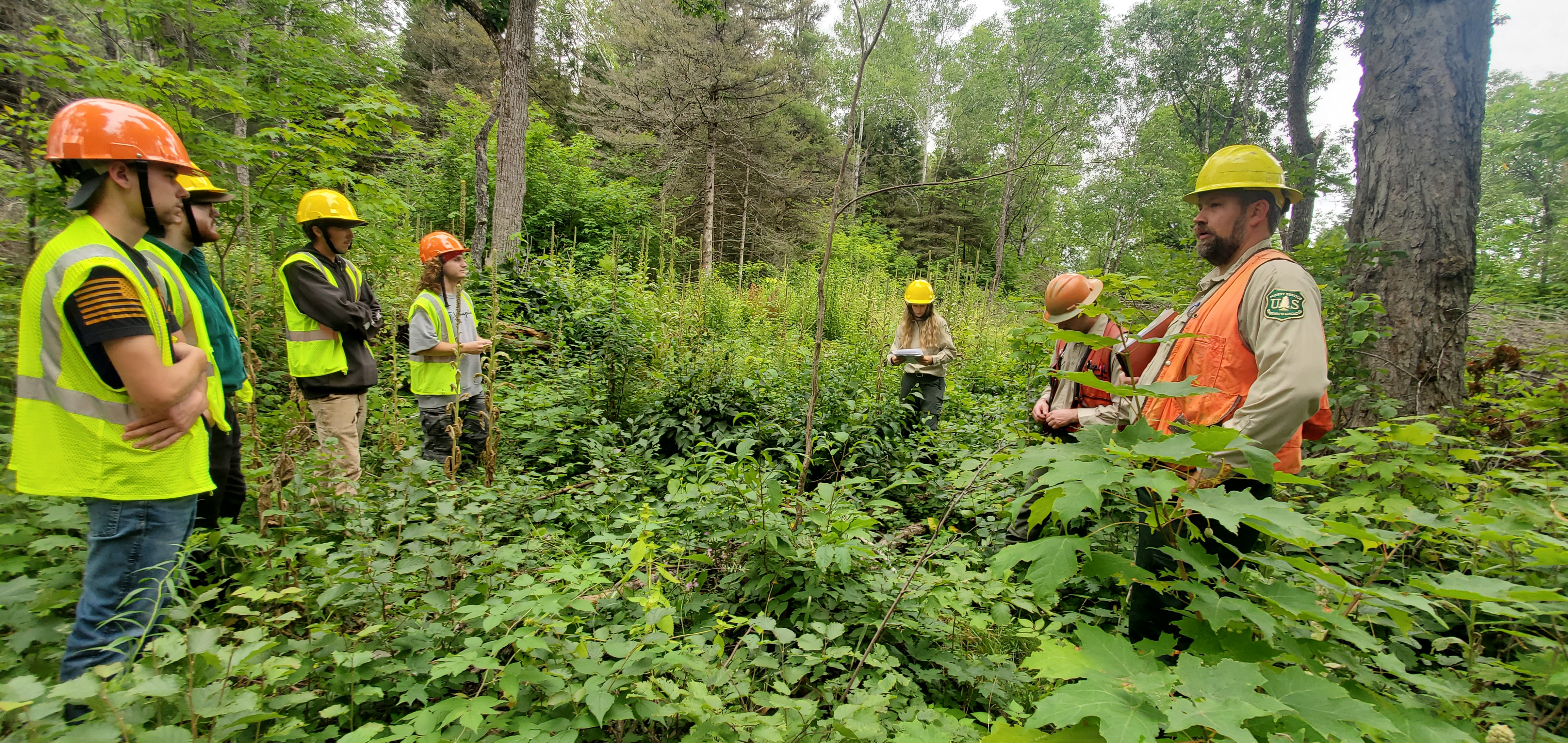 Forest helmet group shot.jpg